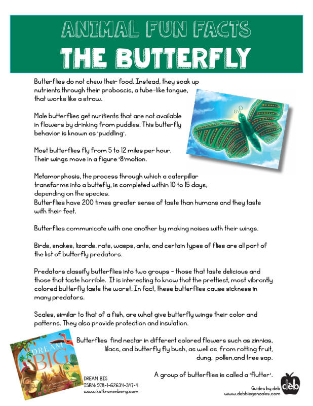 Animal Fact Sheet - Curriculum Idea - The Butterfly