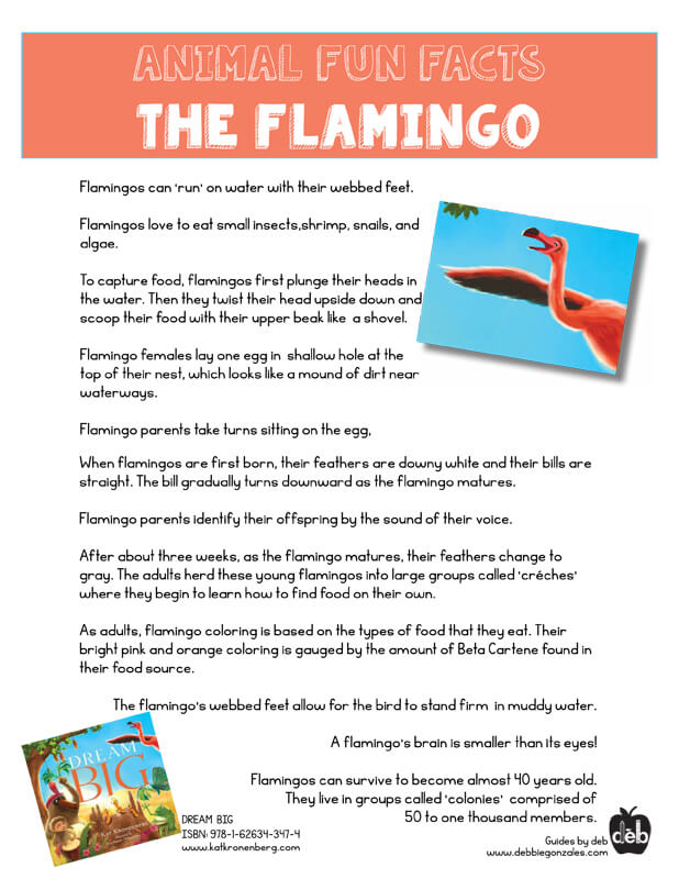 Animal Fact Sheet - Curriculum Idea - The Flamingo