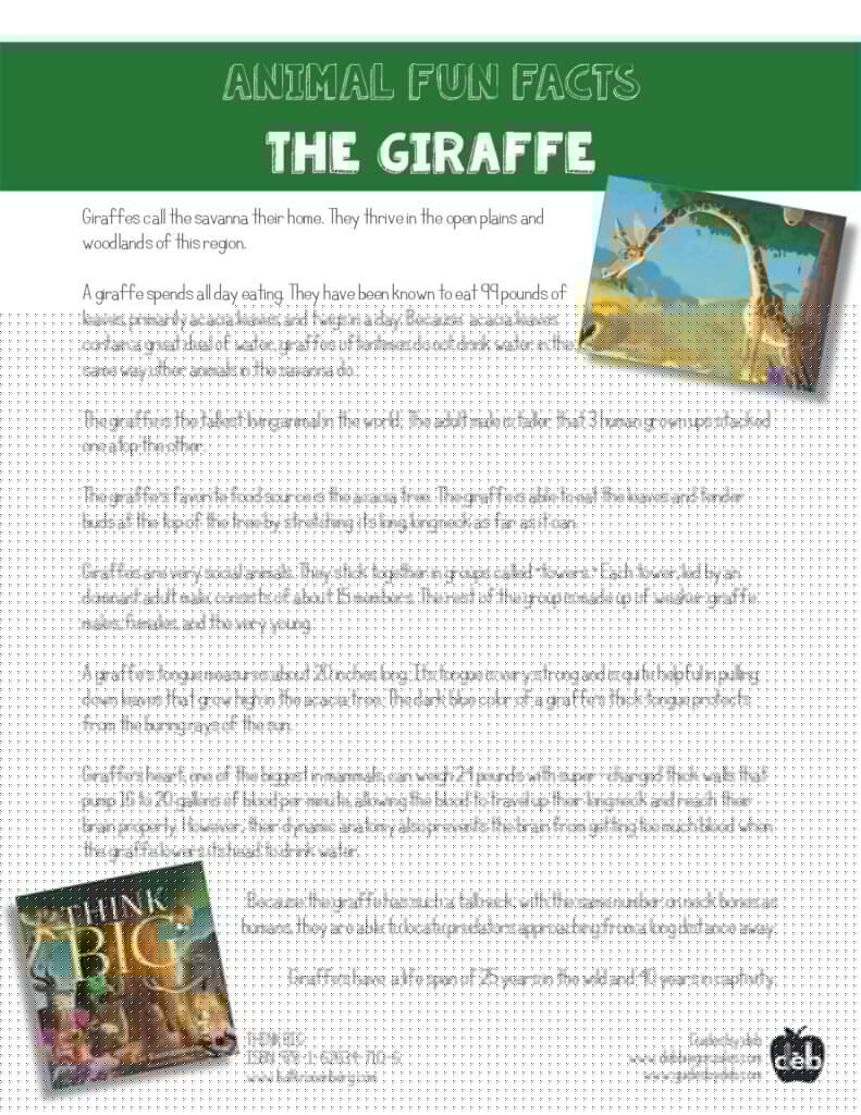 Animal Fact Sheet - Curriculum Idea - The Baboon